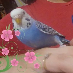 Meet your Posher, Perla